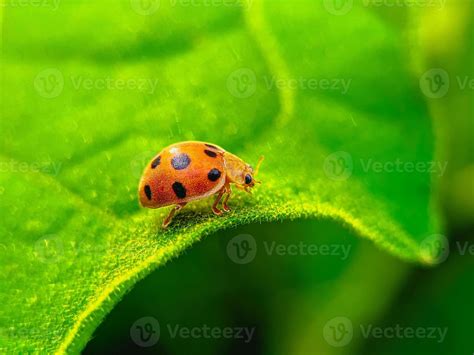 Ladybug on the green leaf 9505639 Stock Photo at Vecteezy