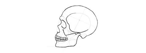 How To Draw A Skull In Profile Step By Step Laptrinhx