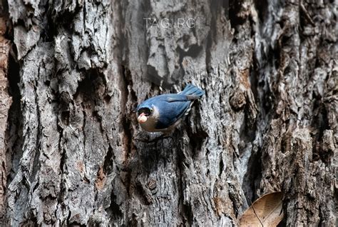 Velvet Fronted Nuthatch Ramkumar Gopalan Flickr