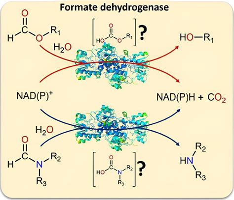 Enzyme For Biocatalysis Uses Solvent As A Substrate