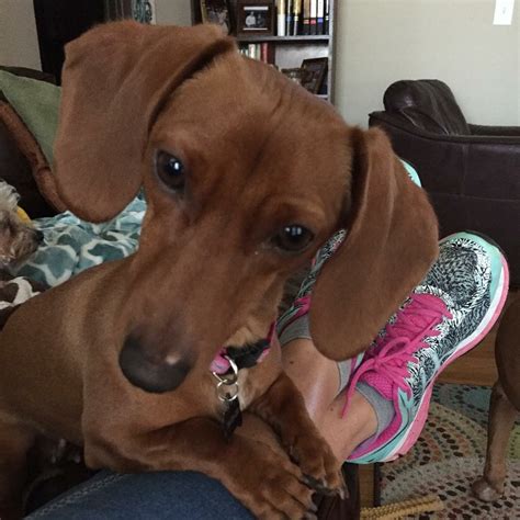 Pin by Jeri Chavez on Doxies | Weiner dog, Wiener dog, Cute dogs