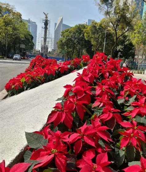 ¡vamos Todo Lo Que Debes Saber Sobre El Festival Flores De Nochebuena 2022