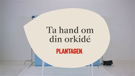 Ta hand om din orkidé YouTube