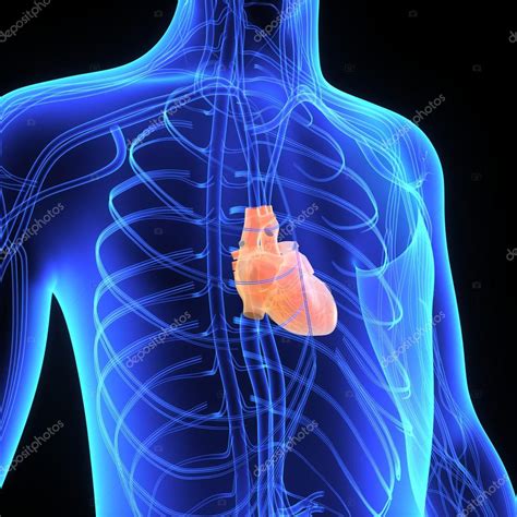 Human Heart Anatomy Stock Photo By ©sciencepics 77469124