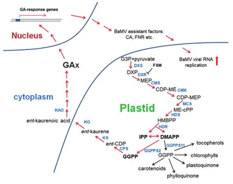 A Schematic Representation Of The Chloroplast Mep Pathway Involved In Bamv Download Scientific