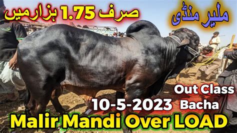 Malir Mandi Karachi Cattle Rates Update May Cholistani