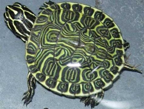 pseudemys nelsoni sociedad acuariofila valenciana