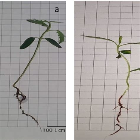 Schinus Terebinthifolia Raddi Normal A And Abnormal B Seedlings