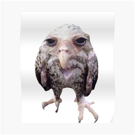 "wet owl meme" Poster for Sale by faememez | Redbubble