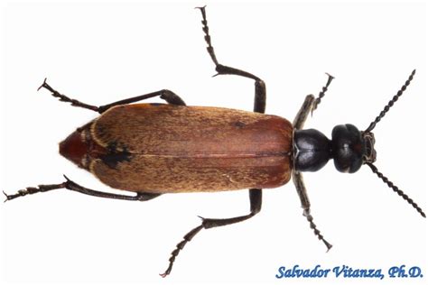 Coleoptera Meloidae Epicauta Ochrea Blister Beetles B Urban