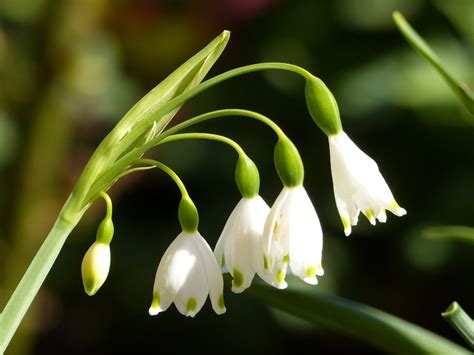 30 Best Early Spring Flowers - Early-Blooming Garden Flowers