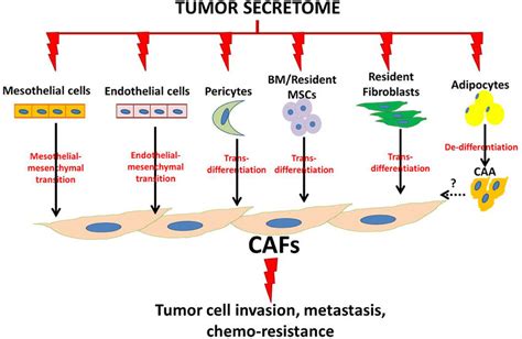 Schematic illustration of ovarian cancer cell-induced phenotypic... | Download Scientific Diagram