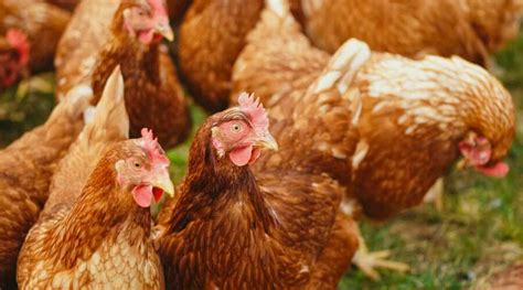 Cómo montar una granja de gallinas consejos para principiantes Be Origen