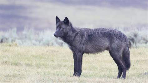 black wolf grey