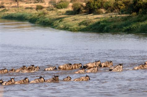 Serengeti Migration area | Tanzania safaris | Expert Africa