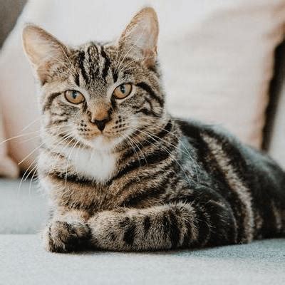 Top 8 Image-Processing Python Libraries Used in Machine Learning