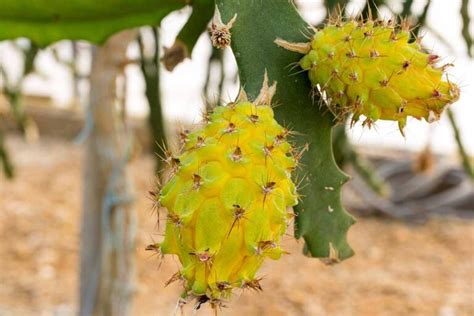 11 of The Best Dragon Fruit (Pitaya) Cultivars | Gardener’s Path