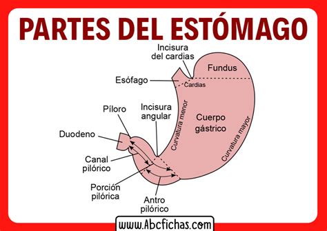 Partes Do Estomago Anatomia - Anatomía interna, función y partes del Estómago