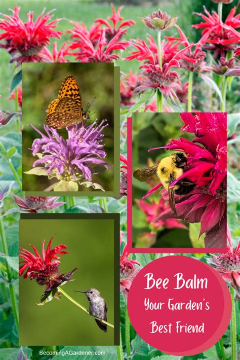 Unleash the Benefits of Growing Bee Balm: Your Garden’s New Best Friend - Sow It, Grow It, Cook It