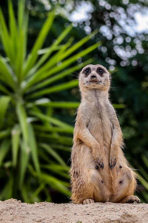 A Meerkat Standing On Sand · Free Stock Photo