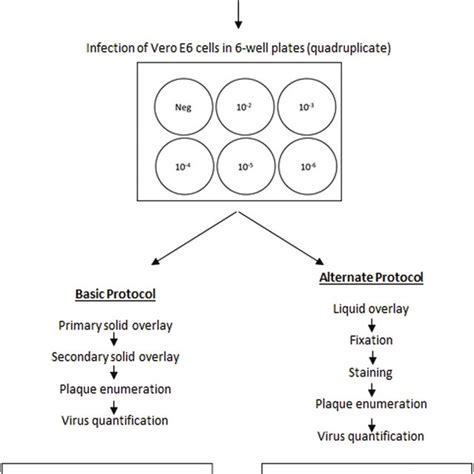 Graphical Protocol Overview Of Two Plaque Assay Methods For The