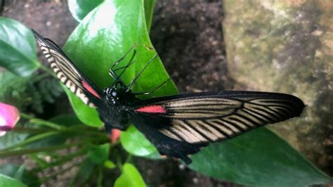 Its Back Butterflies Are Blooming At Meijer Gardens