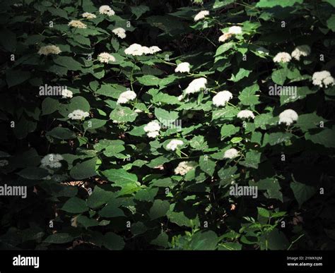 wild hydrangea hydrangea arborescens stock photo alamy