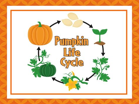 7 Pumpkin Life Cycle Science Poster Wall Charts Made By Teachers