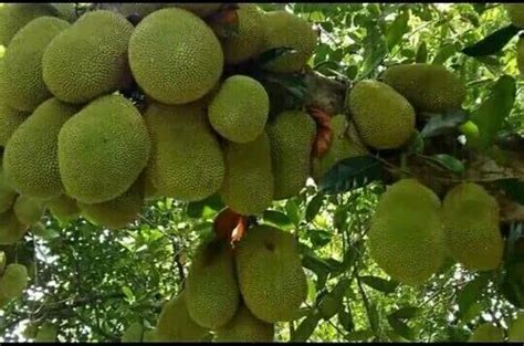 Sanjus Rare Dwarf Variety Hybrid Jackfruit Plants Artocarpus