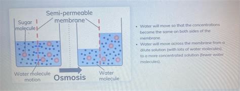 Osmosis Flashcards Quizlet