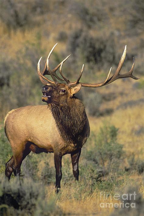 Bull Elk In Rut Bugling Yellowstone Wyoming Wildlife Photograph By Dave