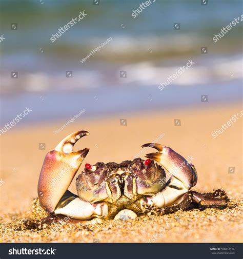 Seafood Posing Funny Crab Stock Photo 108218114 - Shutterstock