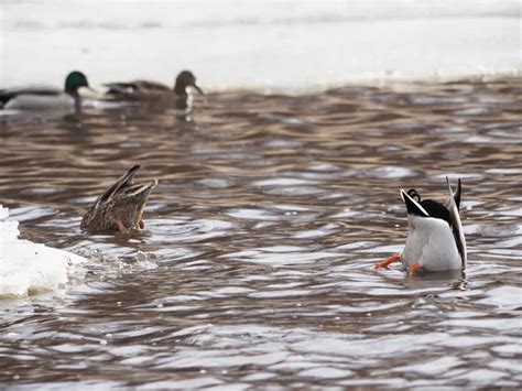 Duck Swimming Upside Down Ducks Swim Upside Down — Stock Photo