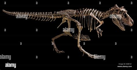 Tyrannosaurus Rex Scheletro Di Dinosauro Immagini E Fotografie Stock Ad