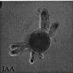 IAA And NPA Led To Multiple And Branched Rhizoids F Distichus Embryos