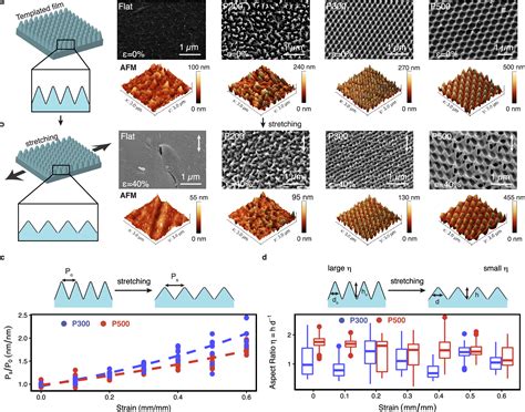 Nanopillar Templating Augments The Stiffness And Strength In Biopolymer