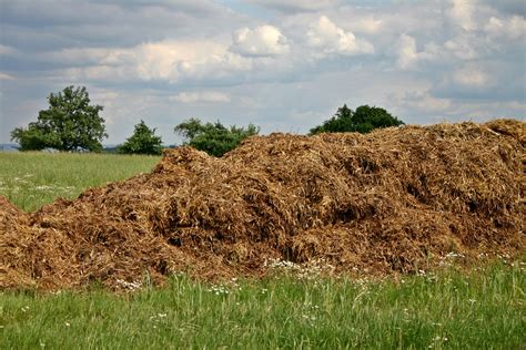 Free Images Tree Plant Hay Field Lawn Meadow Prairie Hill Crop Pasture Livestock