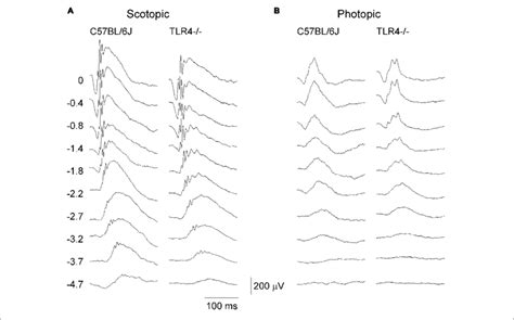 Electroretinographic Responses In Control And TLR4 Deficient Mice