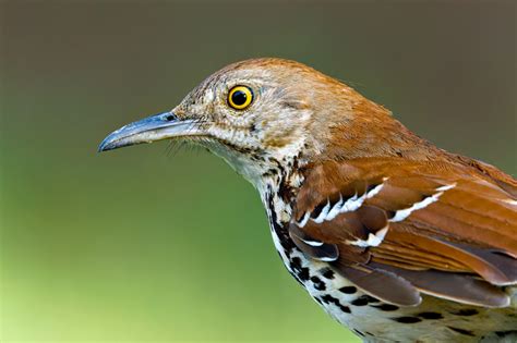 Brown Thrasher Update Still Making Music In My Backyard Steve Creek