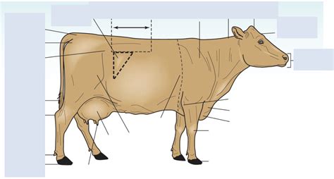 Cow External Anatomy Diagram | Quizlet