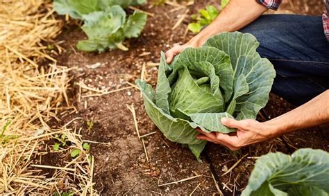 How To Tell If Cabbage Is Bad The Garden Bug Detroit