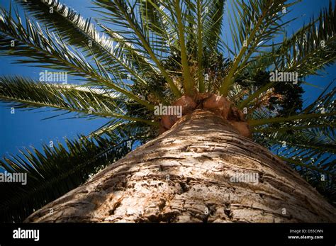 Palm Tree Oil Hi Res Stock Photography And Images Alamy