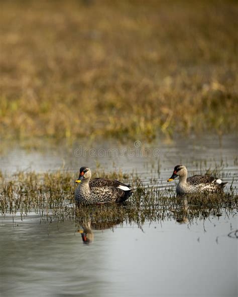 Indian Spot Billed Duck Or Anas Poecilorhyncha Pair In Keoladeo Ghana