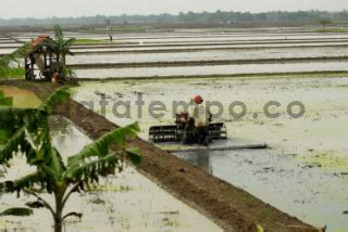 Petani Membajak Sawah Di Subang DATATEMPO