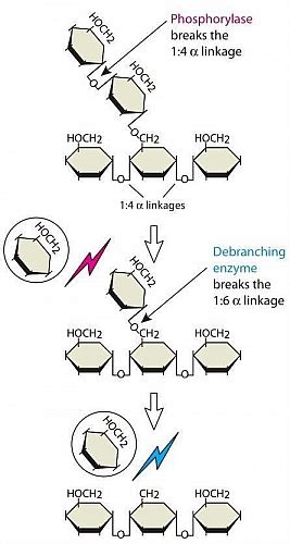 Glycogen Breakdown - Where does glycogenolysis take place? - Jotscroll