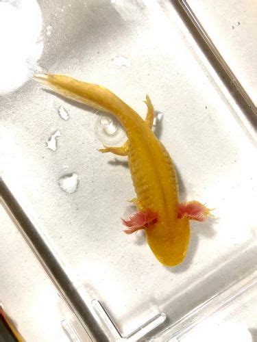 Golden Axolotls For Sale At Best Price In Thrissur By Exotic Aqua Pets