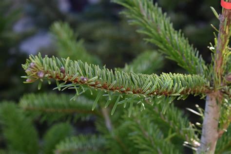 Christmas Tree Conifer Pine Cone Free Photo On Pixabay Pixabay