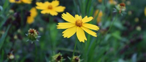 Coreopsis Flower Seeds for Sale | Perennial Wildflower – Sow Right Seeds