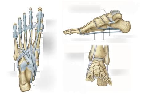 Ligaments of the Foot Diagram | Quizlet