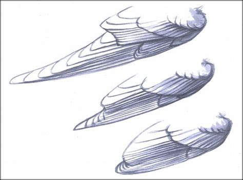 bird wing folding system wing basics  david sibley art inspiration